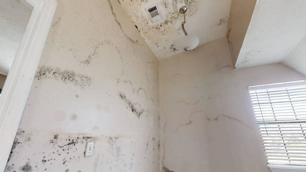 Reliable Manchester, MI Mold Removal Solutions