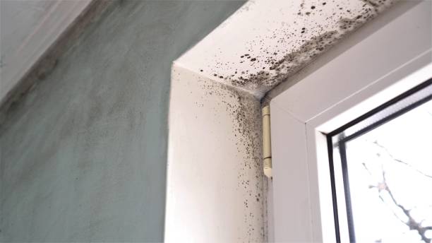 Best Commercial Mold Inspection  in Manchester, MI
