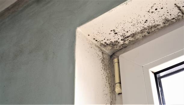 Best Biohazard Mold Removal  in Manchester, MI