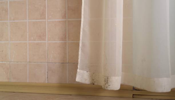 Best Mold Damage Restoration  in Manchester, MI