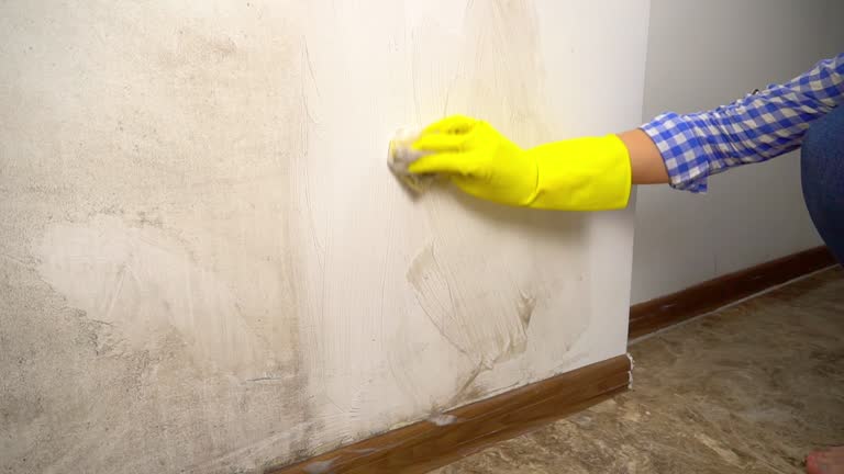Best Dehumidification Services  in Manchester, MI