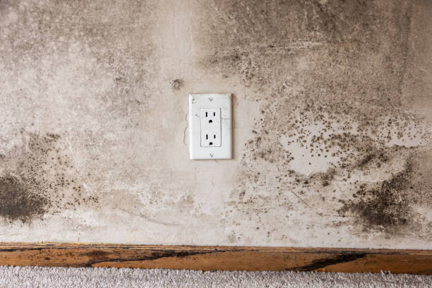 Best Black Mold Removal  in Manchester, MI