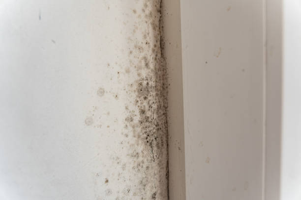 Best Dehumidification Services  in Manchester, MI